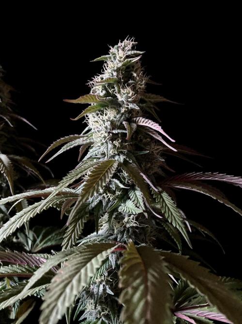 3M 🍏 Green Gelato. Week 13