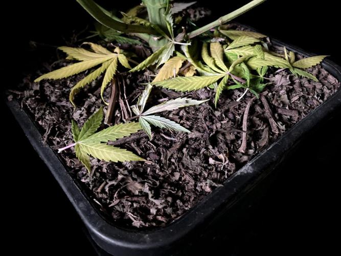 3M 🍏 Green Gelato. Week 13 - Sacred Mulch