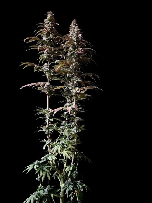 3M 🍏 Green Gelato. Week 13