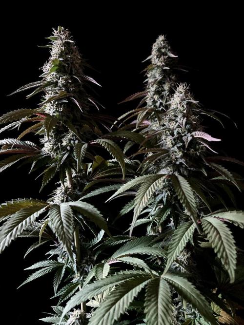 3M 🍏 Green Gelato. Week 13