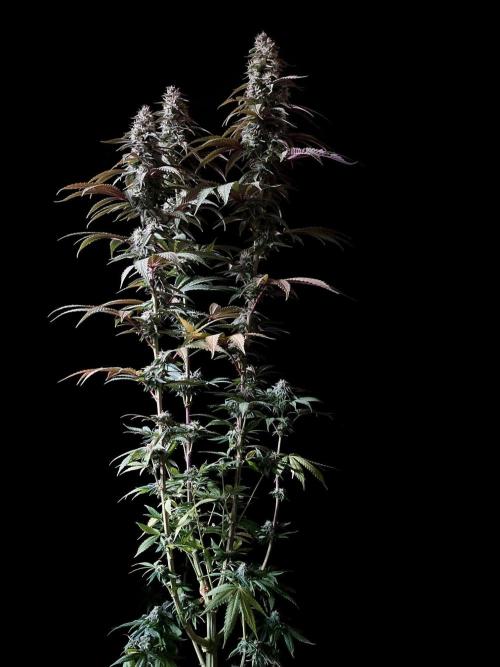 3M 🍏 Green Gelato. Week 13