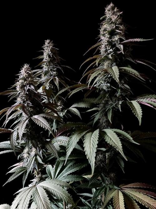 3M 🍏 Green Gelato. Week 13