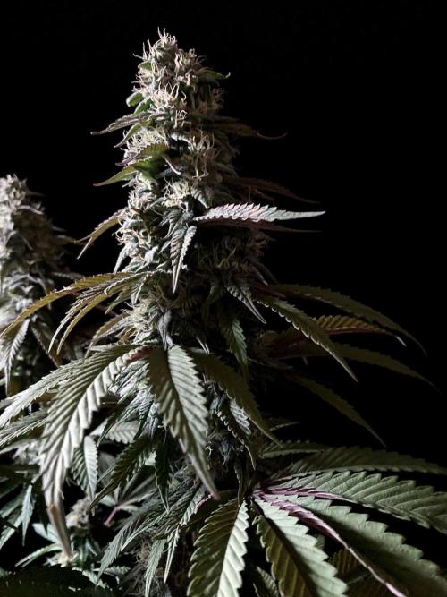 3M 🍏 Green Gelato. Week 13