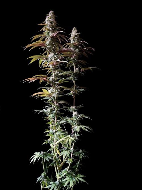 3M 🍏 Green Gelato. Week 13