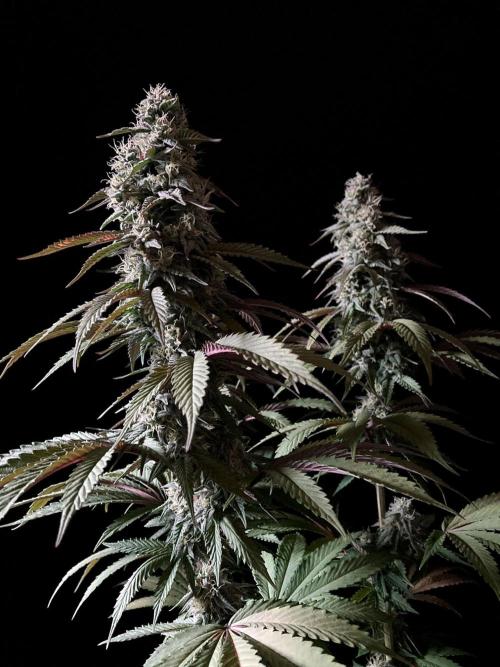 3M 🍏 Green Gelato. Week 13