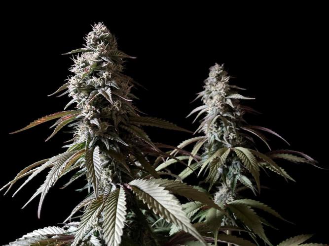 3M 🍏 Green Gelato. Week 13