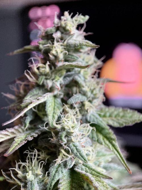 3M 🍏 Green Gelato. Week 13