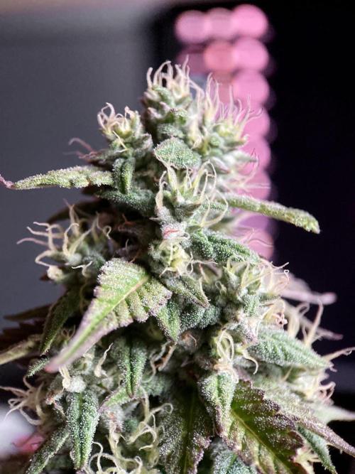 3M 🍏 Green Gelato. Week 13