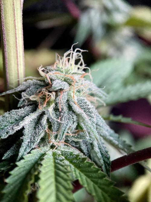 3M 🍏 Green Gelato. Week 13