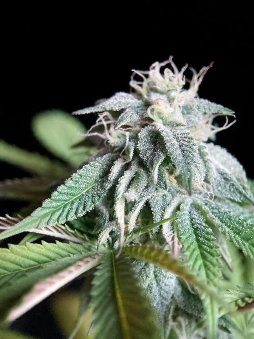 3M 🍏 Green Gelato. Week 13