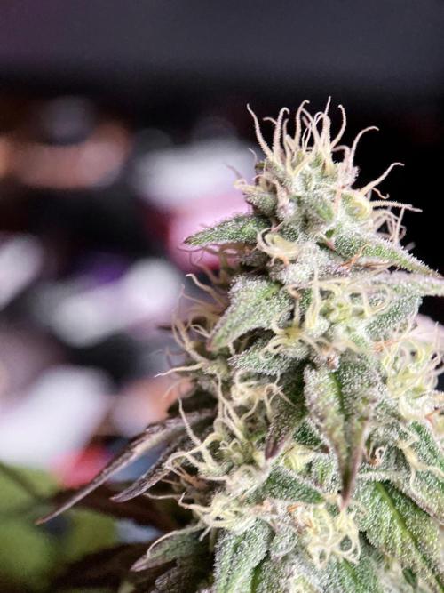 3M 🍏 Green Gelato. Week 13