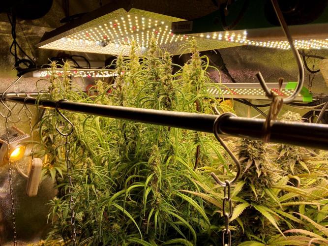 3M 🍏 Green Gelato. Week 13