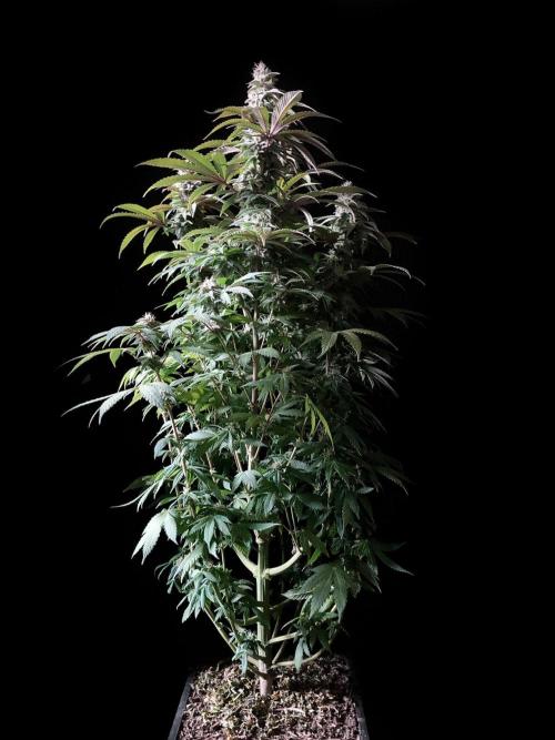 3M ⭕ Panama Red II. Week 13