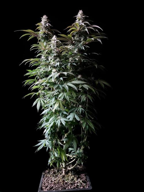 3M ⭕ Panama Red II. Week 13