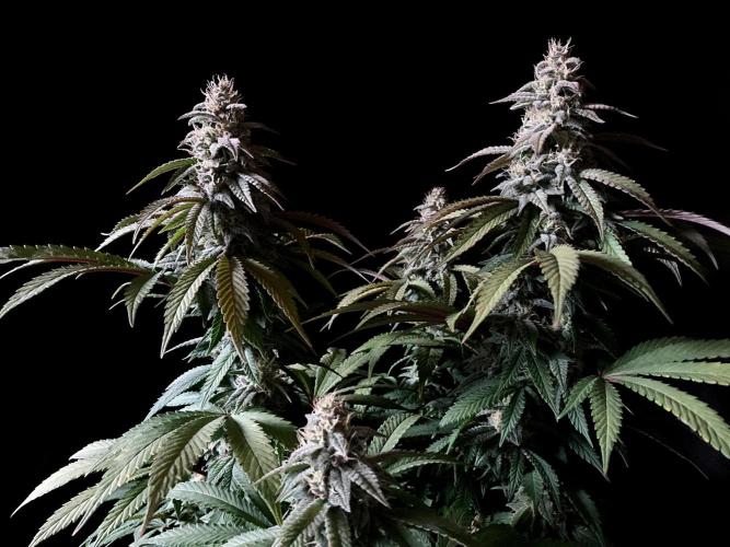 3M ⭕ Panama Red II. Week 13