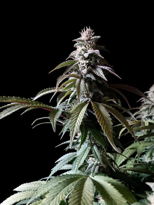 3M ⭕ Panama Red II. Week 13