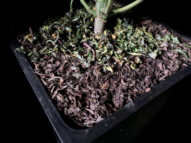 3M ⭕ Panama Red II. Week 13 - Sacred Mulch