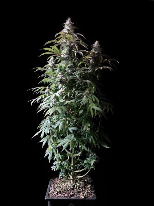 3M ⭕ Panama Red II. Week 13