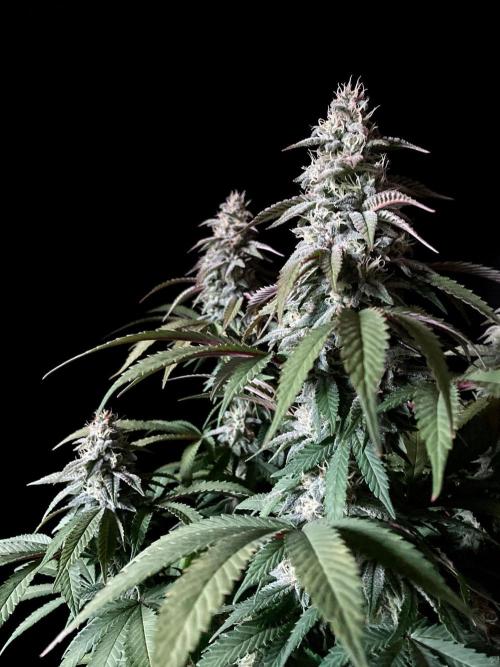 3M ⭕ Panama Red II. Week 13