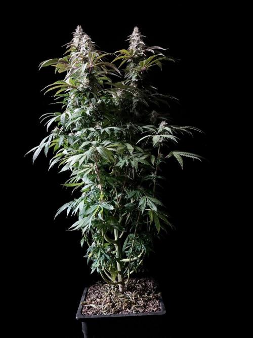 3M ⭕ Panama Red II. Week 13