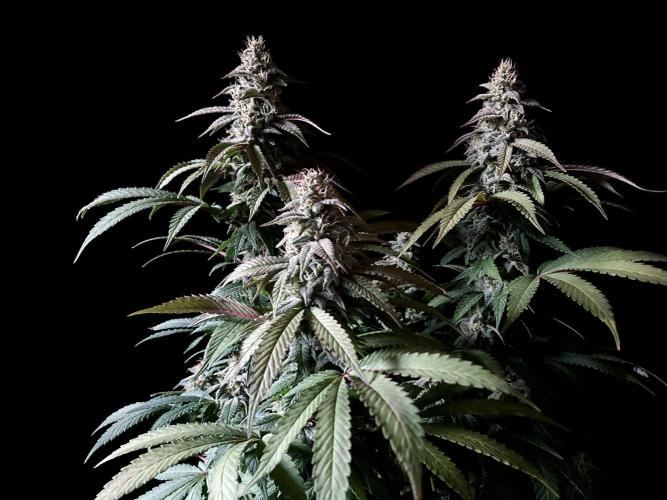 3M ⭕ Panama Red II. Week 13