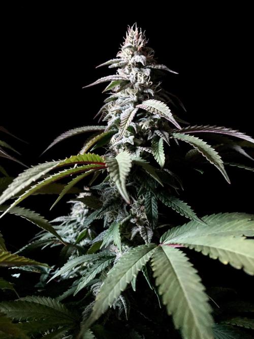 3M ⭕ Panama Red II. Week 13