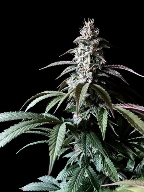 3M ⭕ Panama Red II. Week 13