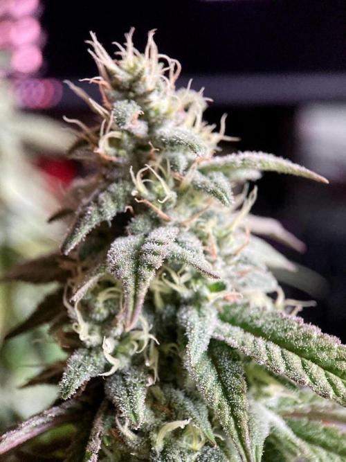 3M ⭕ Panama Red II. Week 13