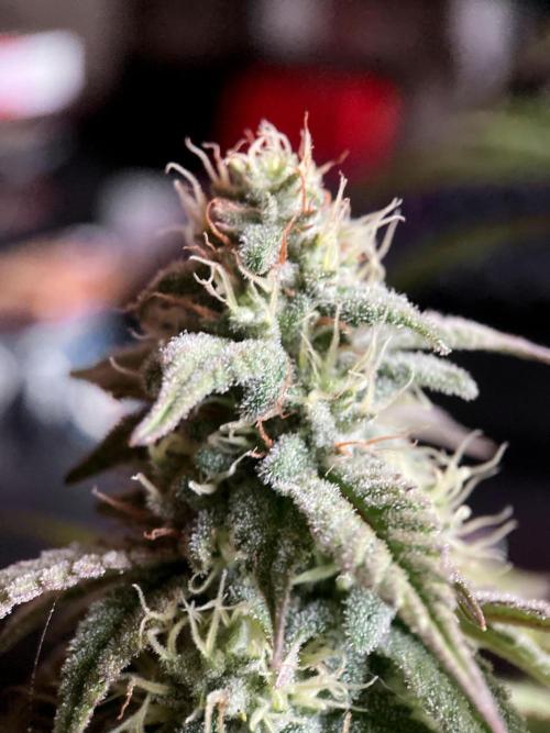 3M ⭕ Panama Red II. Week 13