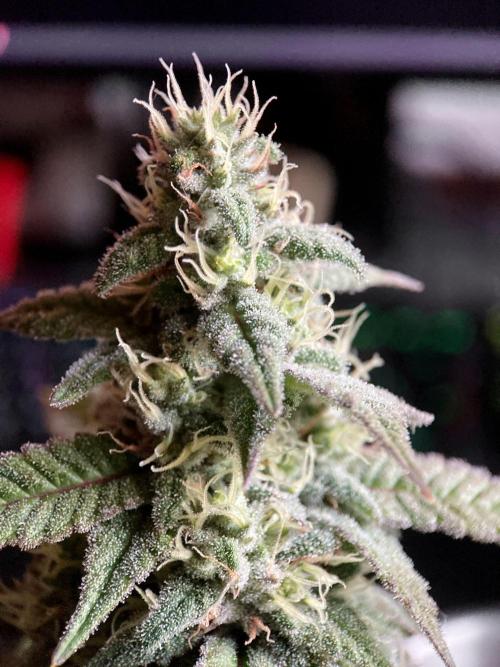 3M ⭕ Panama Red II. Week 13