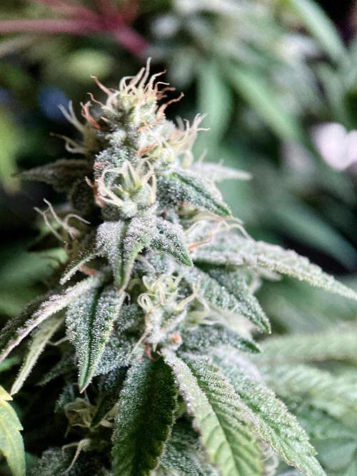 3M ⭕ Panama Red II. Week 13