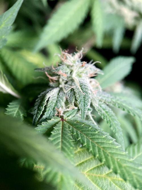 3M ⭕ Panama Red II. Week 13