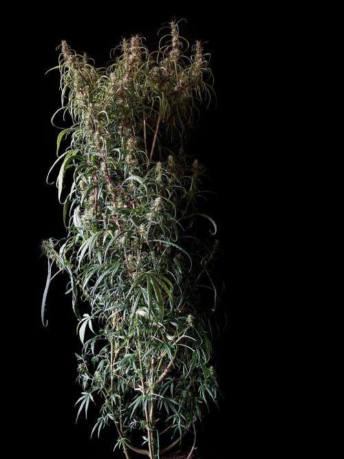 3M 🐵 Congo & x. Week 13