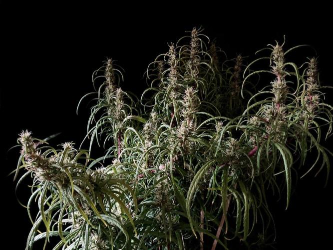 3M 🐵 Congo & x. Week 13