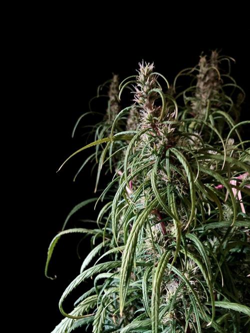 3M 🐵 Congo & x. Week 13