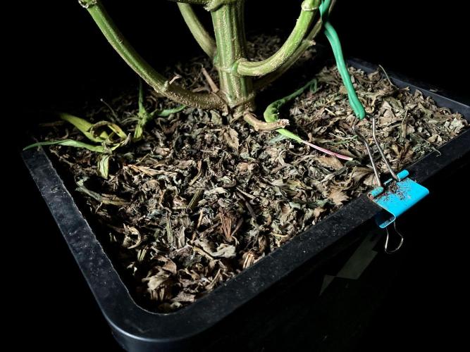 3M 🐵 Congo & x. Week 13 - Sacred Mulch