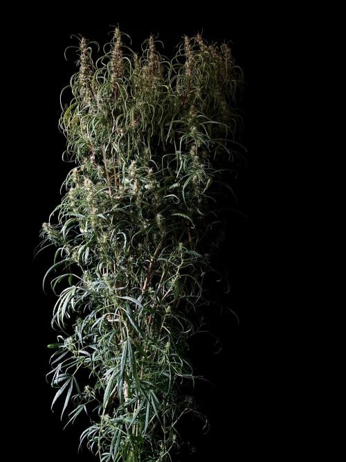 3M 🐵 Congo & x. Week 13