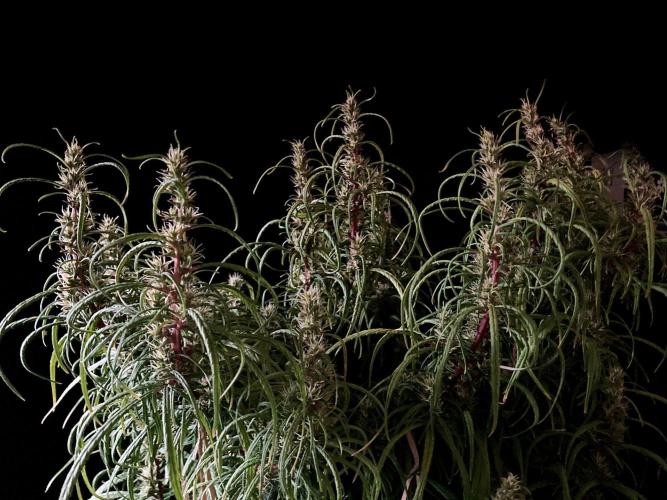 3M 🐵 Congo & x. Week 13