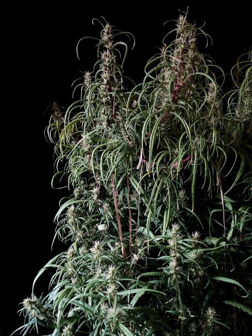 3M 🐵 Congo & x. Week 13