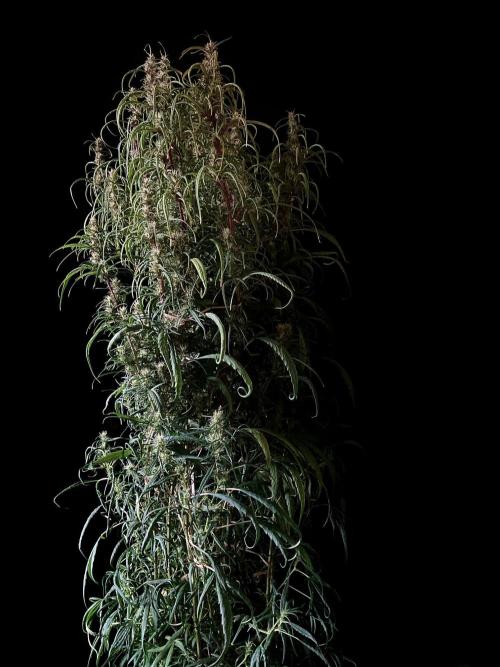 3M 🐵 Congo & x. Week 13