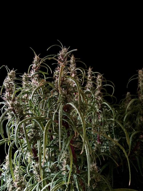 3M 🐵 Congo & x. Week 13