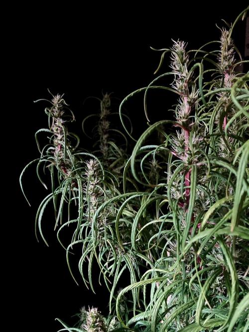 3M 🐵 Congo & x. Week 13