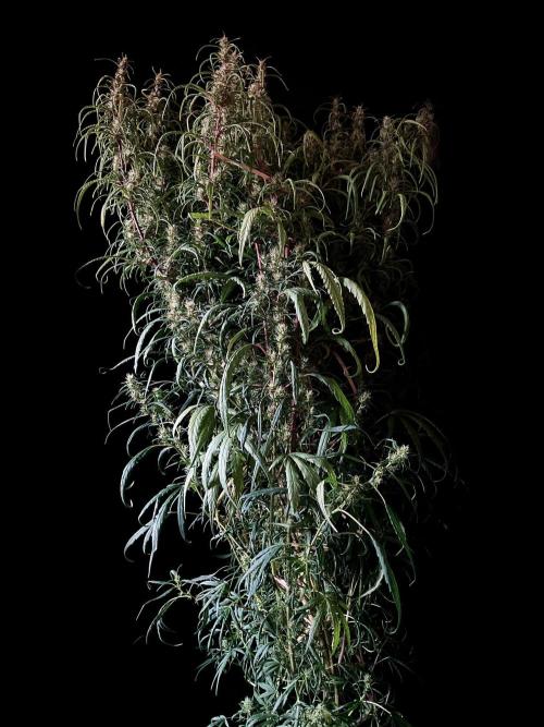 3M 🐵 Congo & x. Week 13