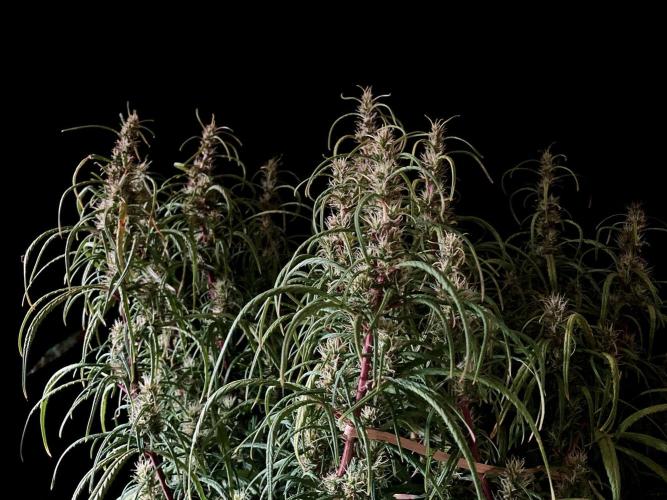 3M 🐵 Congo & x. Week 13