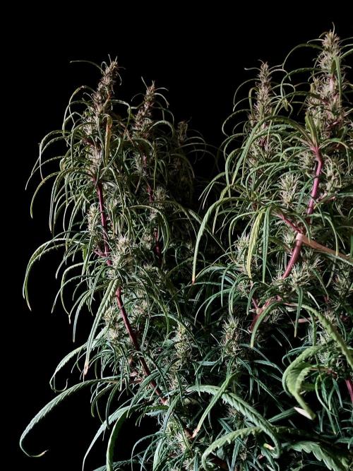 3M 🐵 Congo & x. Week 13