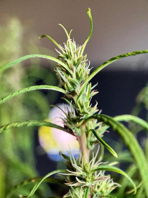 3M 🐵 Congo & x. Week 13