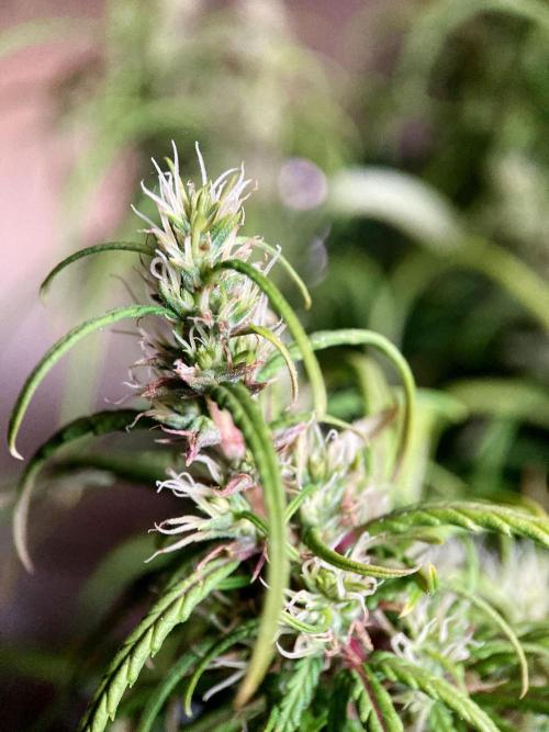 3M 🐵 Congo & x. Week 13