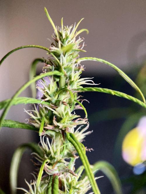 3M 🐵 Congo & x. Week 13