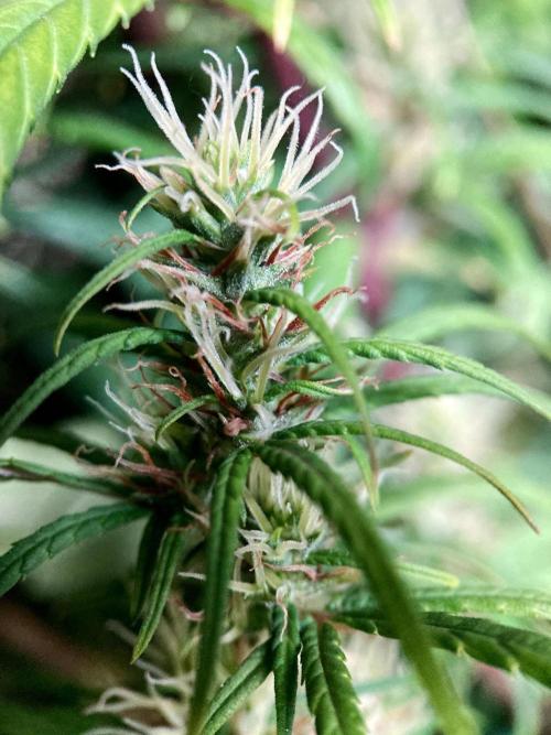 3M 🐵 Congo & x. Week 13