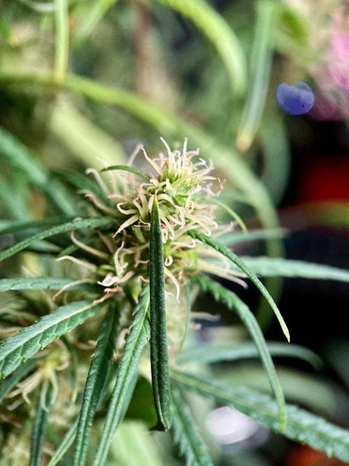 3M 🐵 Congo & x. Week 13